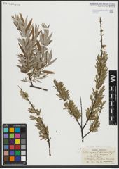 Foto von Salix repens L. x Salix viminalis L.